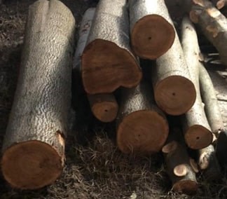 چوب پالونیا گردبینه درخت پالونیا هیبرید طب جو زراعت چوب پالونیا جایگزین واردات چوب روسی جلوگیری از برداشت و نابودی جنگل ها  