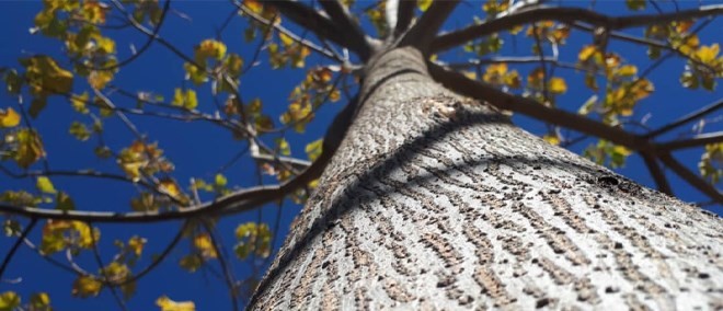 پروژه های کاشت درخت پالونیا هیبرید طب جو پالونیا فارس نمونه کارها پالونیا شیراز پالونیا اصفهان پالونیا ایران انواع نهال پالونیا ی نهال پالونیا هیبرید طب جو نمونه مزارع چوب پالونیا