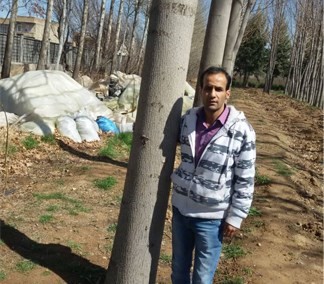 چرا زراعت چوب پالونیا هیبرید طب جو چرا کاشت درخت پالونیا هیبرید