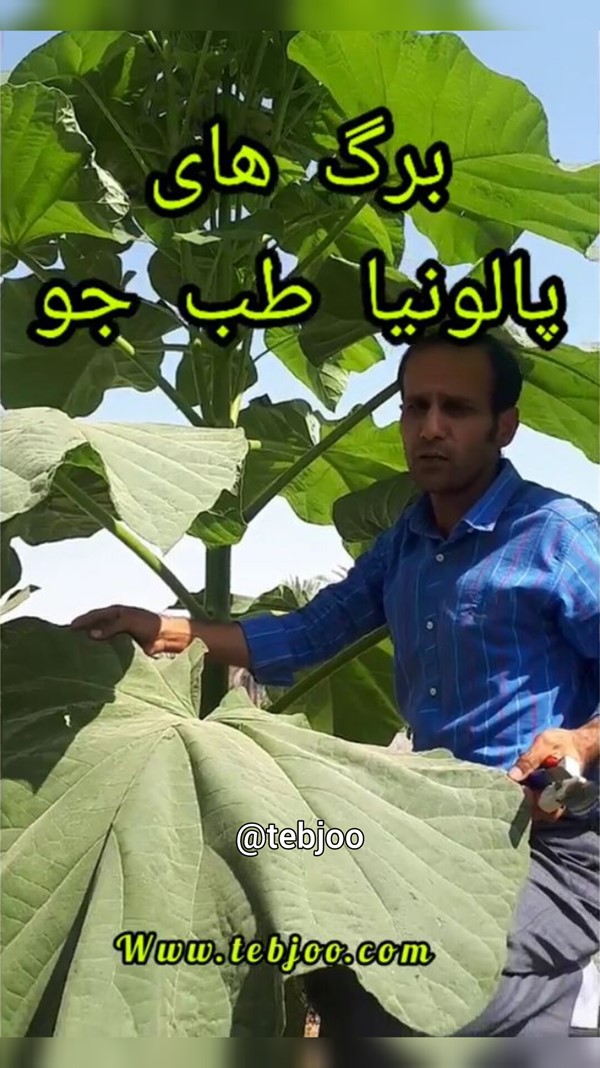 برگ درخت پالونیا هیبرید طبجو پائولونیا فارس