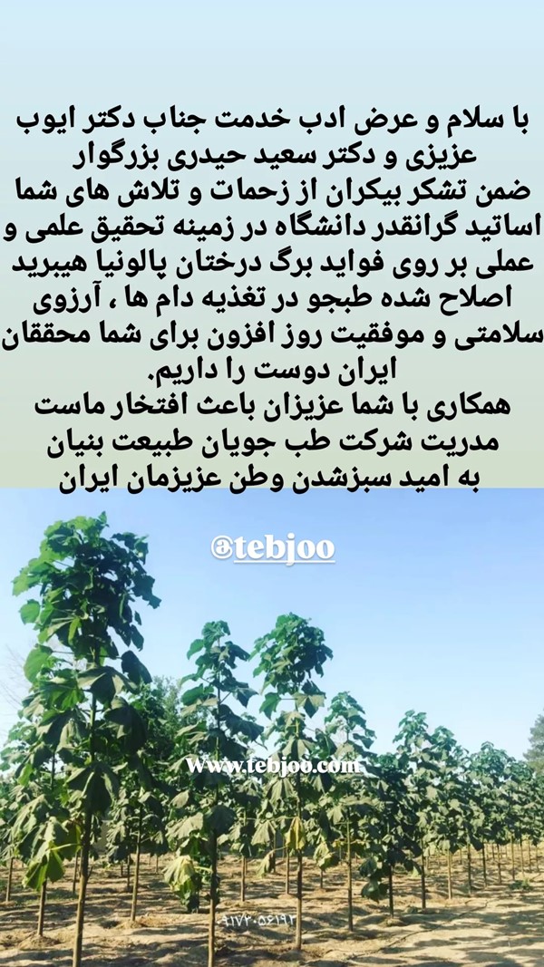 نهال پالونیا هیبرید اصلاح شده طبجو مقاله علمی اساتید دانشگاه برگ درخت پائولونیا علوفه دام paulownia hybrid tebjoo