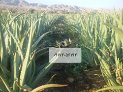 بوته و برگ آلوورا آلوئه ورا باربادنسیس میلر گل زرد الوورا