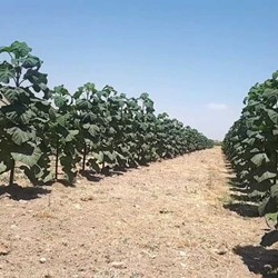 نهال پالونیا هیبرید اصلاح شده طب جو نهال پائولونیا 