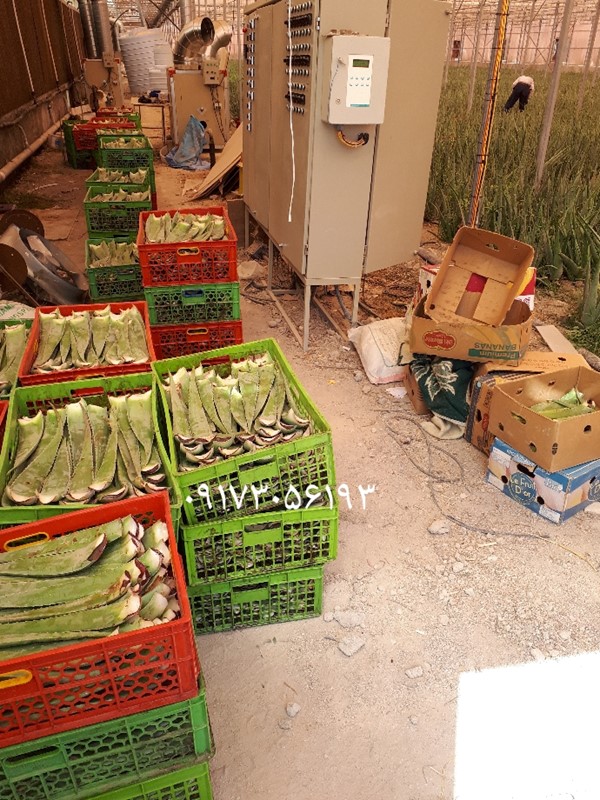 برداشت محصول برگ آلوورا دارویی آلوورا باربادنسیس میلر گل زرد برگ خوراکی آلوورا پاجوش آلوئه ورا