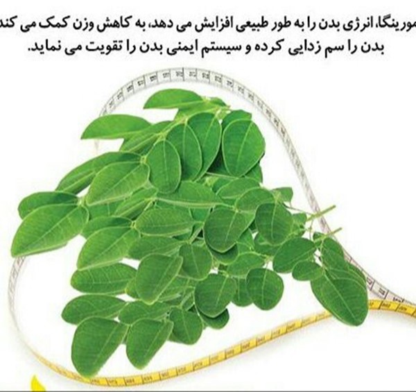 دمنوش مورینگا اولیفرا طب جو چای مورینگا اولیفرا چای سبز مورینگا