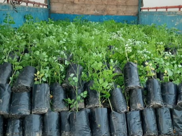 نهال مورینگا اولیفرا طب جو برگ گیاه دارویی مورینگا اولیفرا طب جو