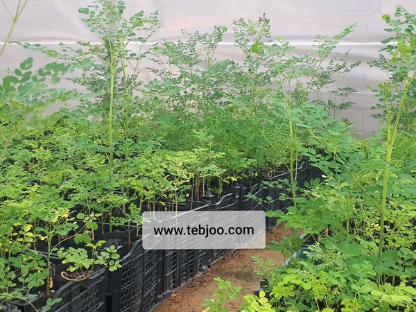 نهال مورینگا اولیفرا  برگ مورینگا اولیفرا دمنوش مورینگا اولیفرا طب جو چای مورینگا اولیفرا چای سبز مورینگا