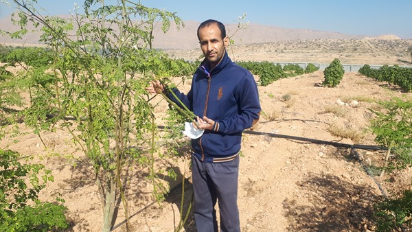 برگ خشک مورینگا اولیفرا طب جو برگ گیاه دارویی مورینگا اولیفرا طب جو نهال مورینگا اولیفرا