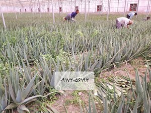 برگ دارویی آلوورا باربادنسیس میلر گل زرد گلخانه بوته آلوورا پاجوش آلوئه ورا  پودر آلوورا